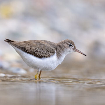 Spotted Sandpiper