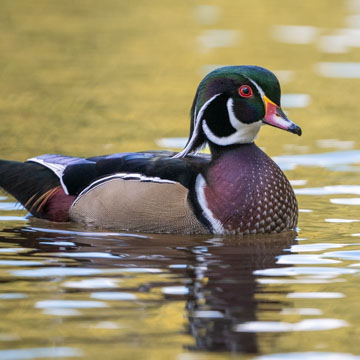 Wood Duck