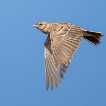 Turkestan Short-toed Lark