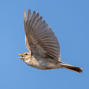 Turkestan Short-toed Lark