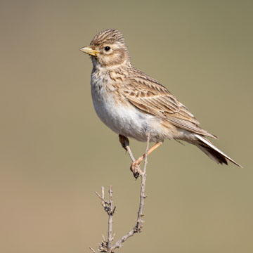 Turkestan Short-toed Lark