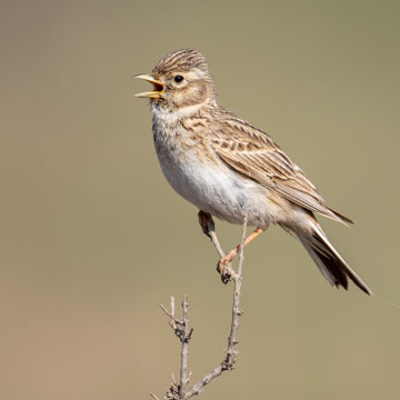 Turkestan Short-toed Lark