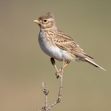 Turkestan Short-toed Lark