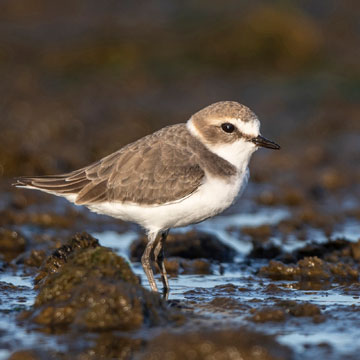 Kentish Plover