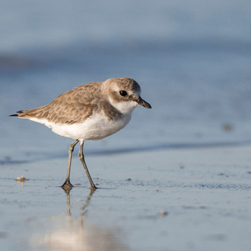 Tibetan Sand Plover