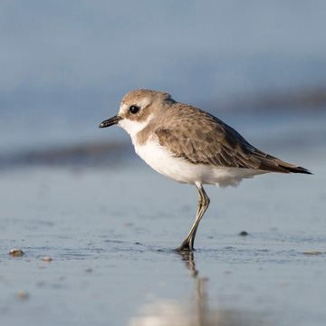 Tibetan Sand Plover