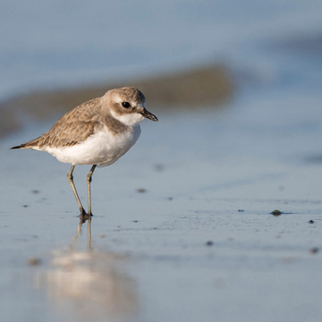 Tibetan Sand Plover