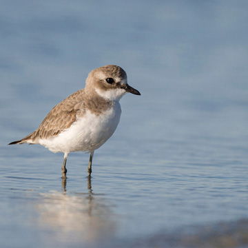 Tibetan Sand Plover