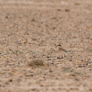 Greater Sand Plover