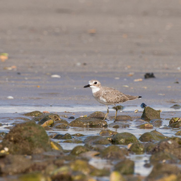 Greater Sand Plover