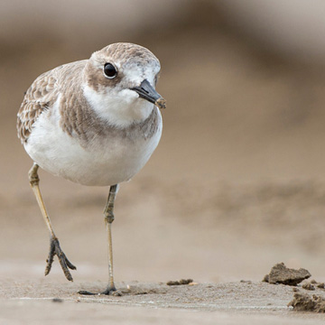 Greater Sand Plover