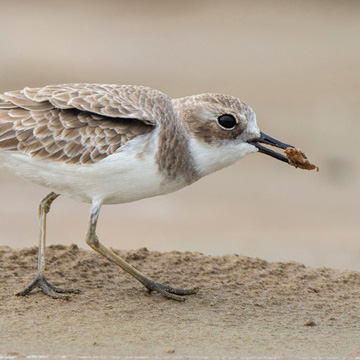 Greater Sand Plover