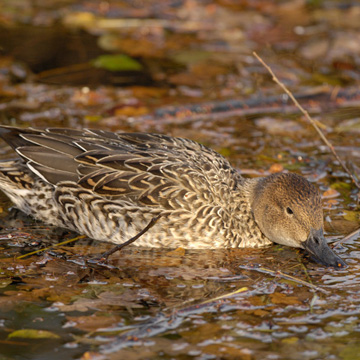 Northern Pintail