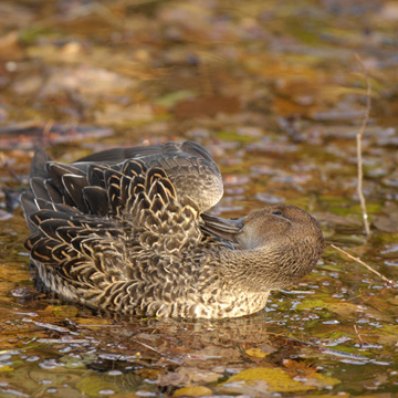 Northern Pintail