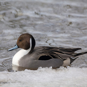 Northern Pintail