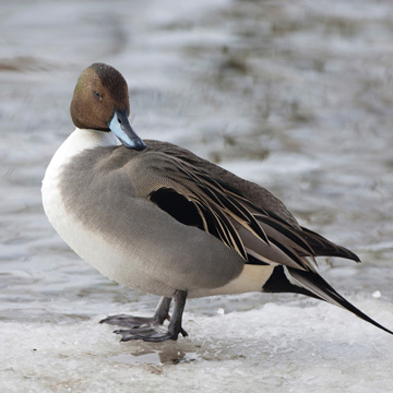 Northern Pintail