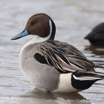 Northern Pintail