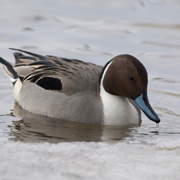 Northern Pintail