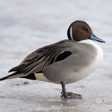 Northern Pintail