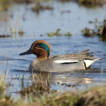 Eurasian Teal