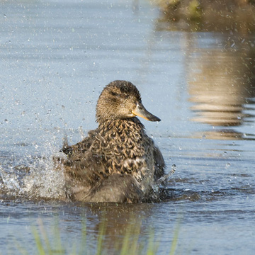 Eurasian Teal