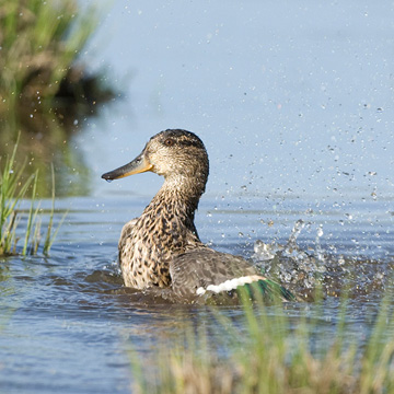 Eurasian Teal