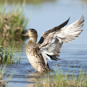 Eurasian Teal