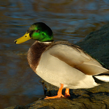 Mallard