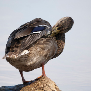 Mallard