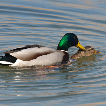 Mallard