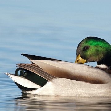 Mallard