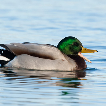 Mallard