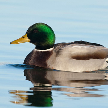 Mallard