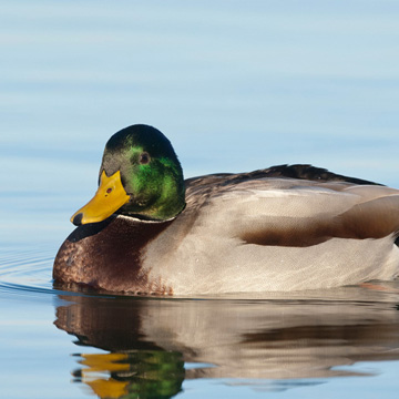 Mallard