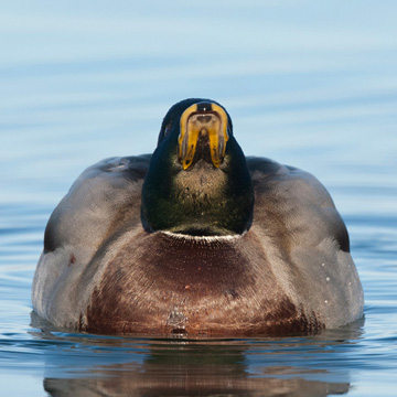 Mallard