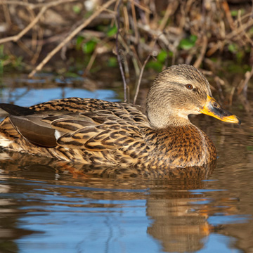 Stockente