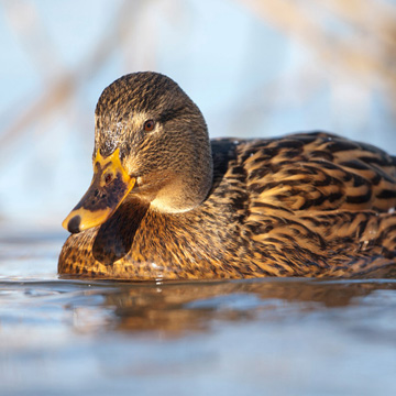 Mallard