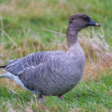 Pink-footed Goose