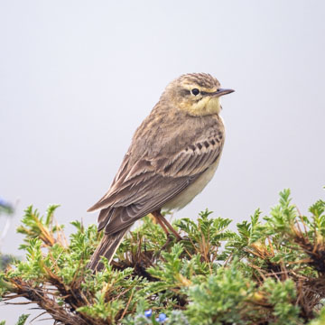 Tawny Pipit