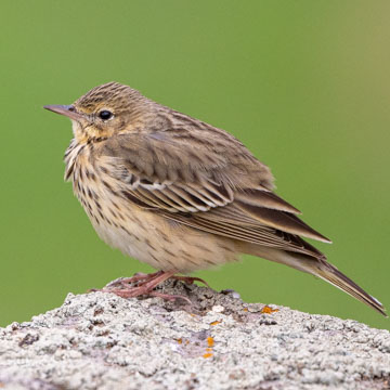 Tree Pipit