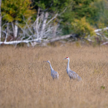 Sandhill Crane