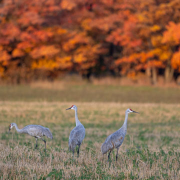 Sandhill Crane