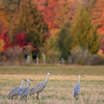 Sandhill Crane