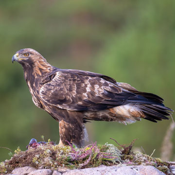 Golden Eagle