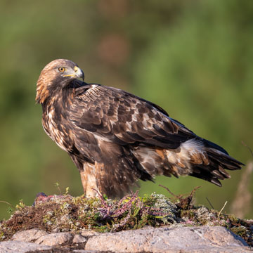 Golden Eagle