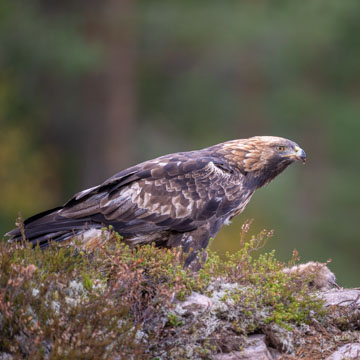 Golden Eagle