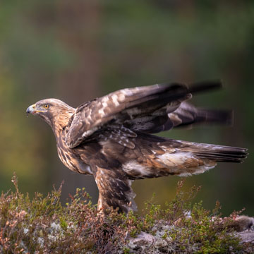 Golden Eagle