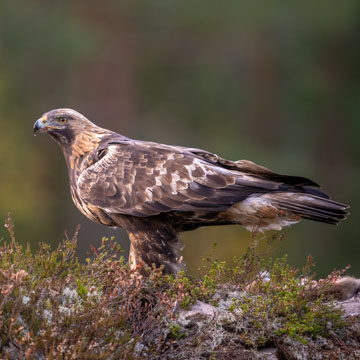 Golden Eagle