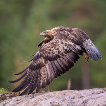 Golden Eagle