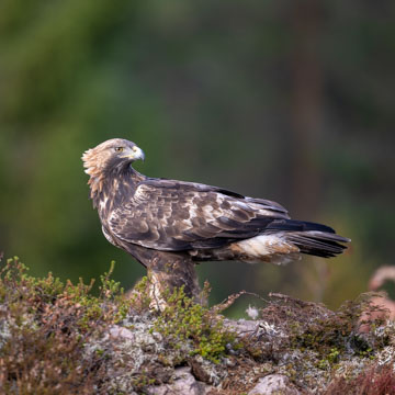 Golden Eagle